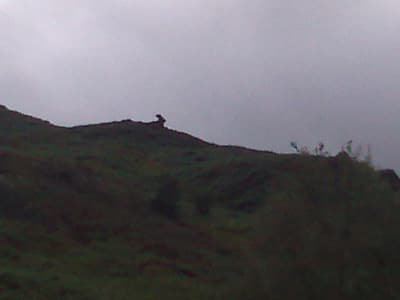 Lion and the Lamb?  No, rabbit