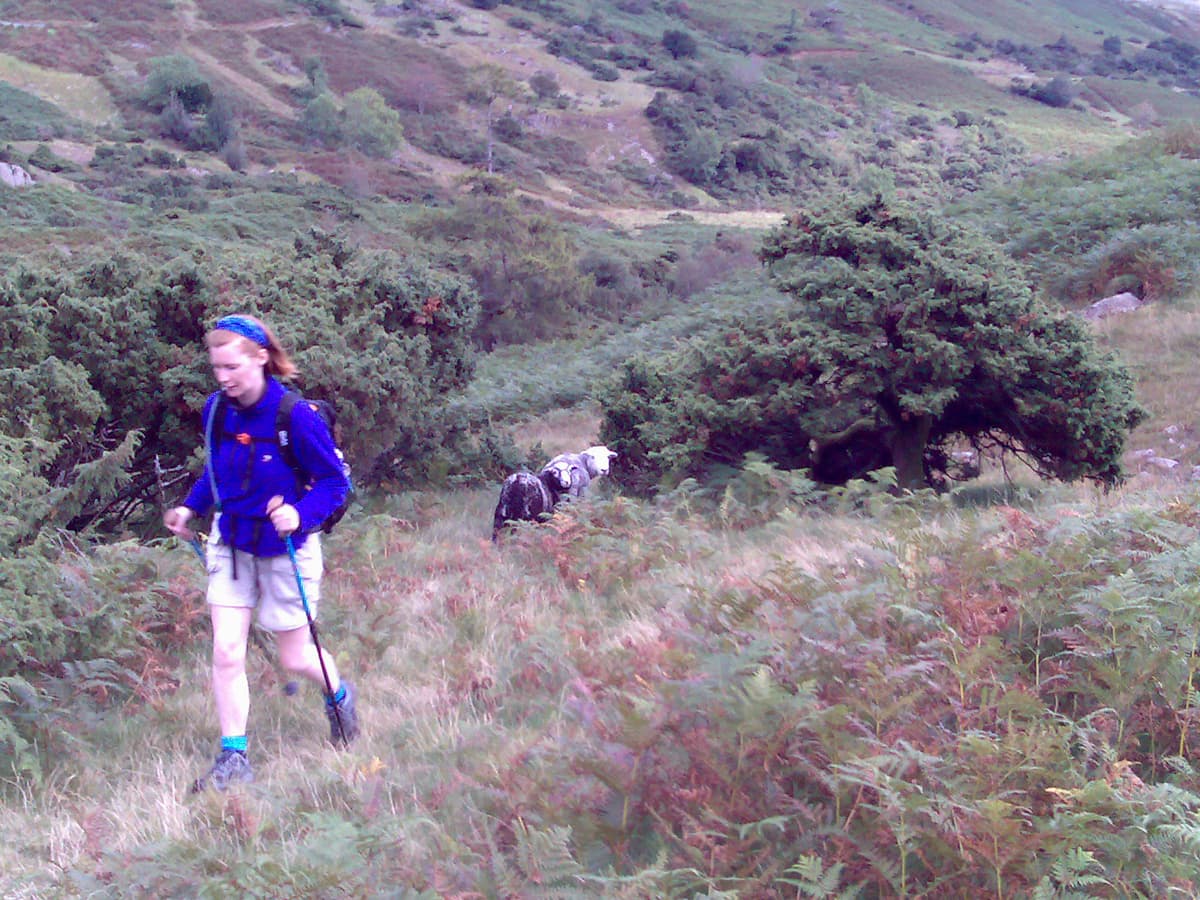 The sheep seem impressed with the legs.